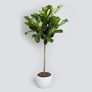 ficus