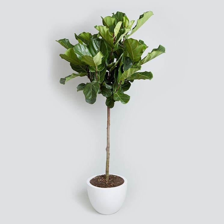 Ficus Pianta Da Appartamento