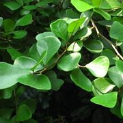 foglie ficus