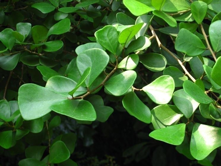 foglie ficus