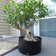 ficus australis