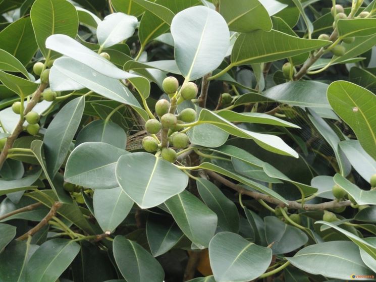 Ficus australis