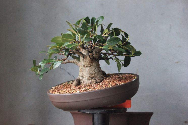 ficus australe