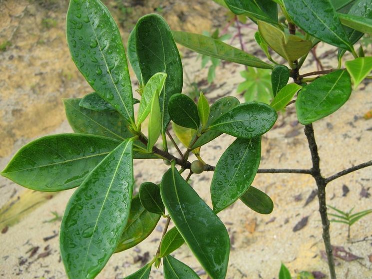 ficus deltoidea foglie