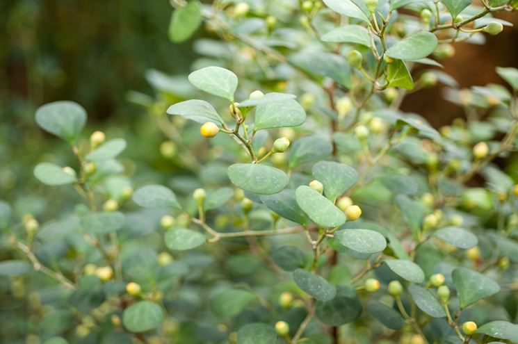 ficus deltoidea pianta