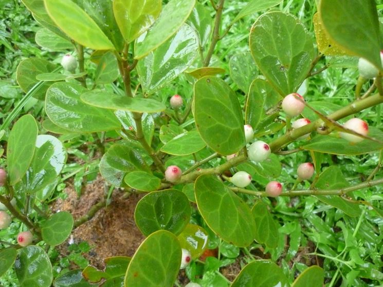 ficus deltoidea piante