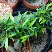 Ficus neriifolia