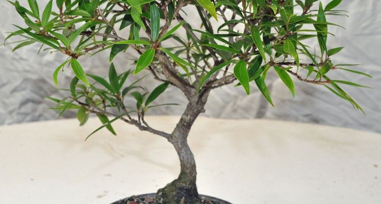 ficus