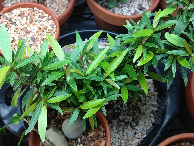 Ficus neriifolia