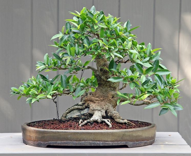 bonsai di ficus