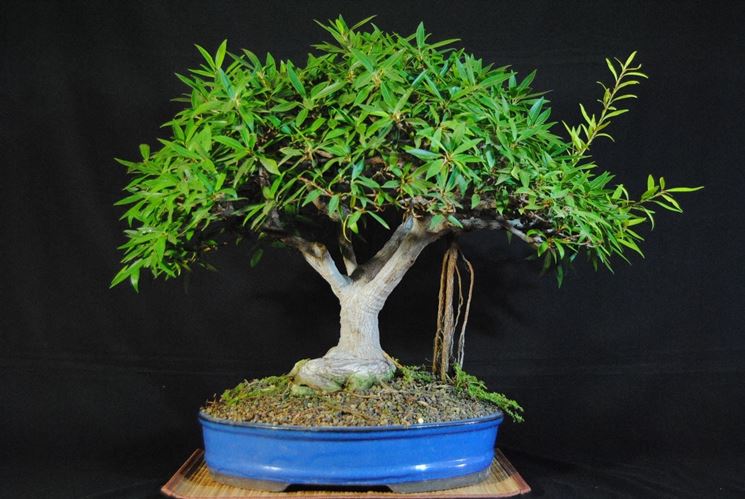 bonsai di ficus