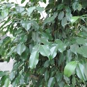 Ficus Benjamina 