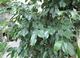 Bengiamino  -  Ficus Benjamina 