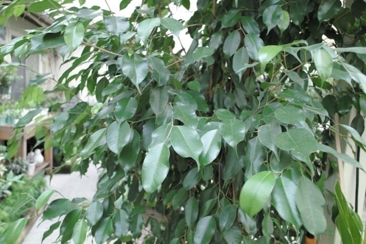 Ficus Benjamina 