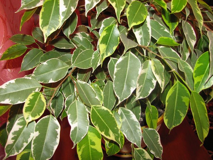 Ficus Benjamina