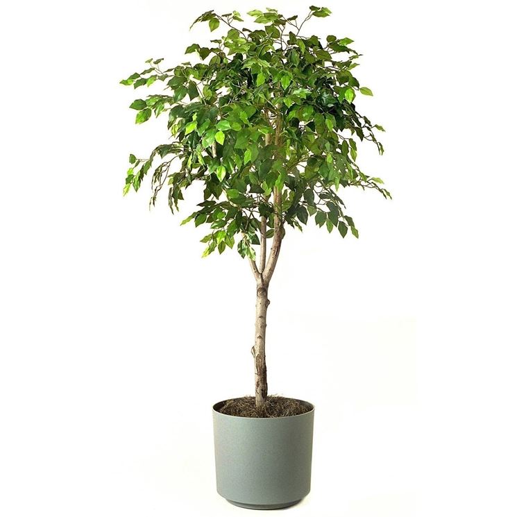 pianta Ficus Benjamina