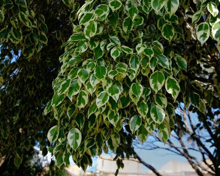 Potatura ficus