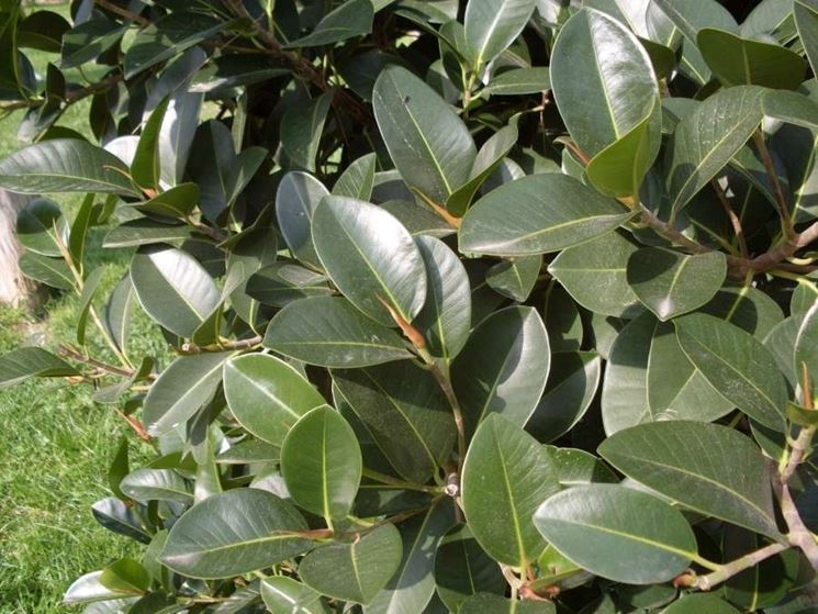 Ficus elastica 