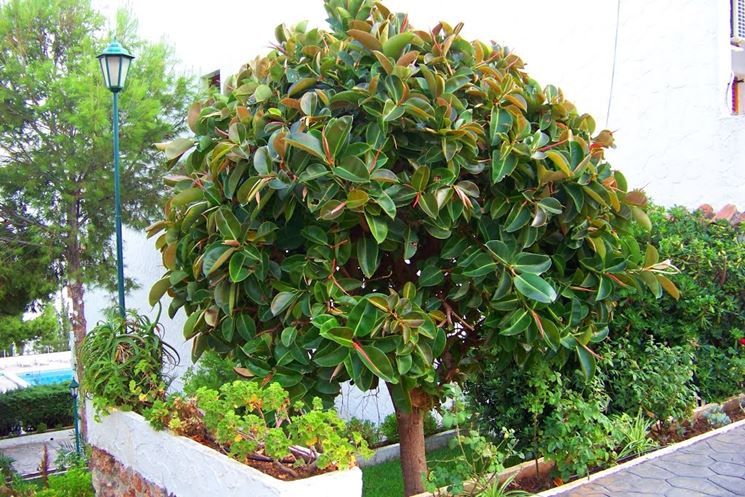 Ficus elastica pianta