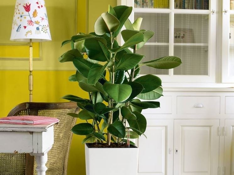 ficus elastica in vaso