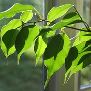ficus