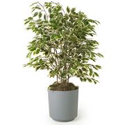 tipi di ficus