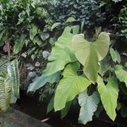 Philodendron melanocrysum