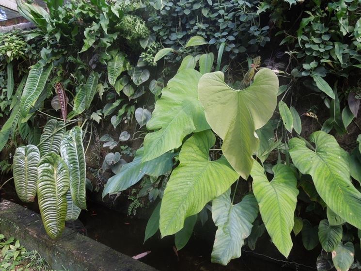 Philodendron melanocrysum