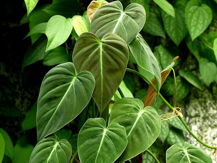 Philodendron andreanum