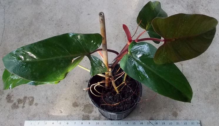 Philodendron erubescens Red Emerald