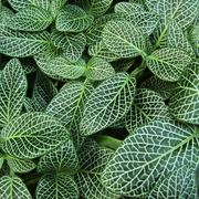 Fittonia  verschaffeltii