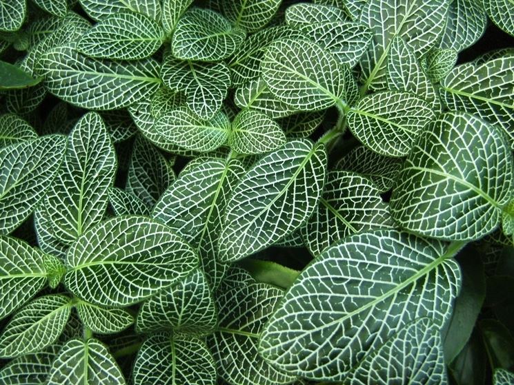 Fittonia  verschaffeltii