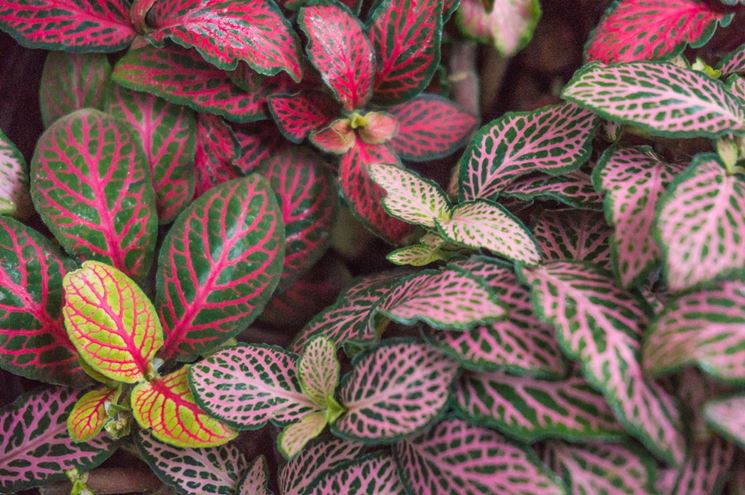 Fittonia  