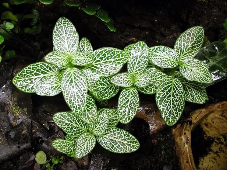 fittonia foglie