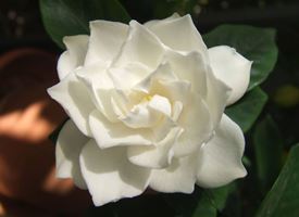 Gardenia jasminoides 