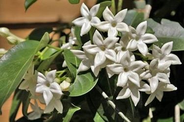 Gardenia Floribunda syn. Jasminoides