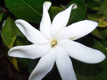 Gardenia tahitensis