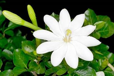 Gardenia thunbergia