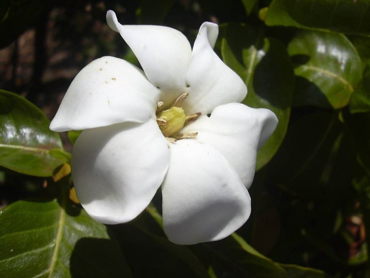 Gardenia brighamii