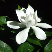 gardenia giardinaggio