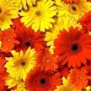 Gerbera 