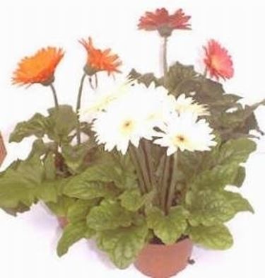 Gerbera 