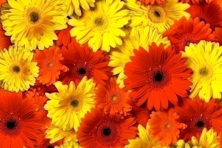 Gerbera 