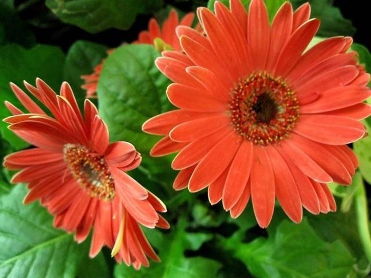 Origini Gerbera 