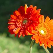 gerbera