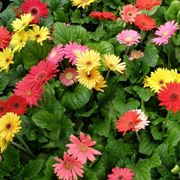 gerbera fiore