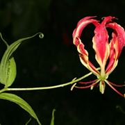 Gloriosa rothschildiana