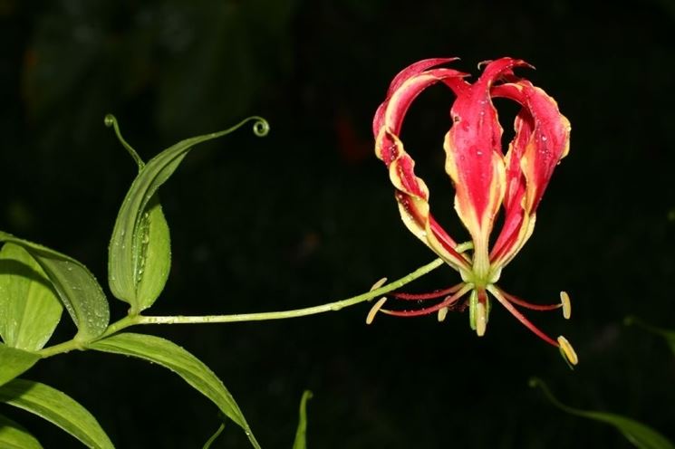 Gloriosa rothschildiana