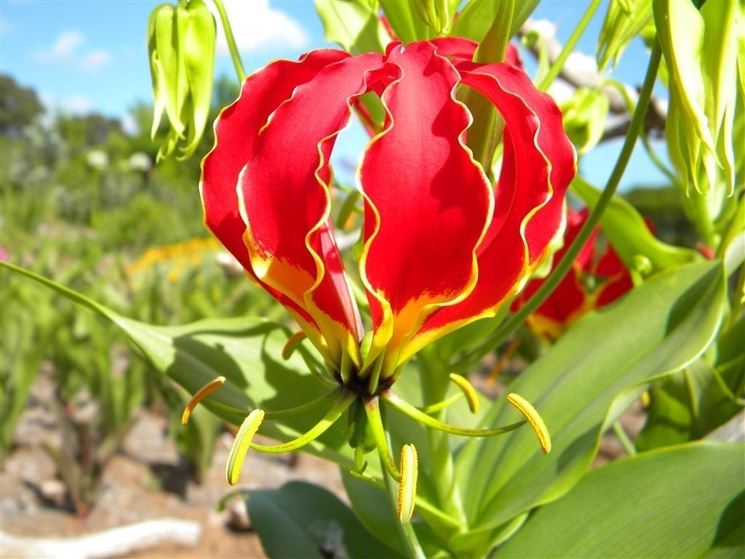 gloriosa fiore