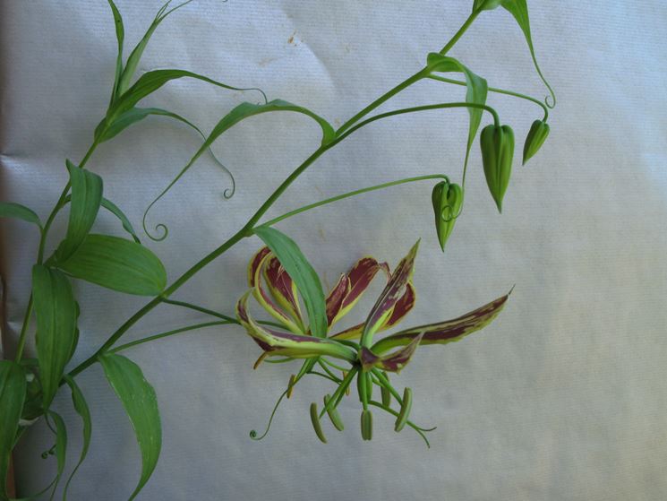 gloriosa pianta